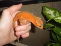 1 A red bicolor crested gecko (640 x 480).jpg