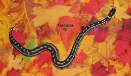 04quagga.jpg
