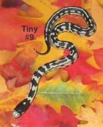 04tiny.jpg