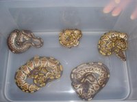 cinnamons & cinnamonpastels.jpg