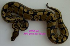 BP06-16.jpg