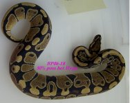 BP06-18.jpg