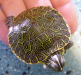 Water_turtle1.jpg