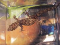 gecko.JPG