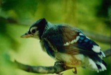 baby blue jay.jpg
