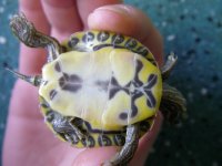 Water_turtle2.jpg