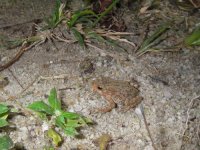 toad.JPG