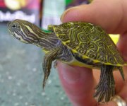 Water_turtle3.jpg