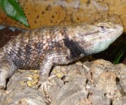 Sceloporus.jpg