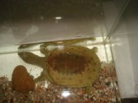 turtle.jpg