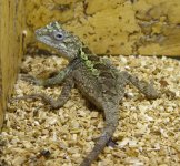 Lizard1.jpg