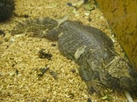 Uromastyx.jpg