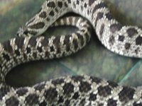 female w. hognose small pic.JPG