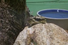 caneback head.jpg