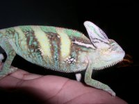 reptiles 120.jpg