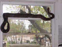18417Female_Boa_long.jpg