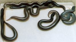 l108rufescens6.jpg