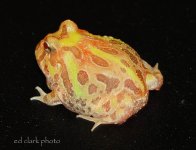 ! 7-13 Baby horned frogs. 031_edited-1.jpg