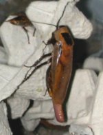 Roach.jpg