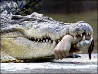 crocwitharm.jpg