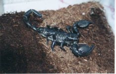 Scorpion.jpg