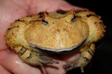 1 A Melissas Frog 033_edited-2.jpg