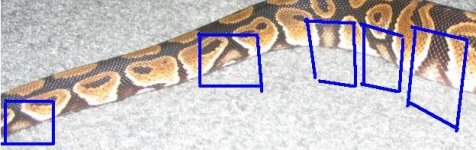 fauna 3.JPG