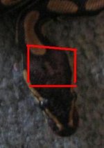fauna 5.JPG