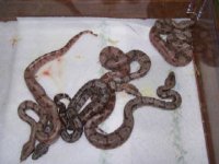 rscalicobabies01.jpg