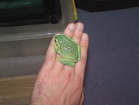 frogies%20008[1].jpg