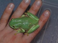 frogies%20012[1].jpg
