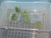 frogies%20001[1].jpg