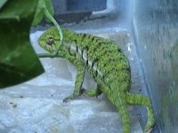 carpetchamgravidfemale4.jpg