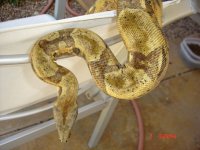 003 hypo male 04.jpg