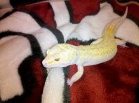 gecko 3.jpg