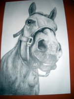 phorse.jpg