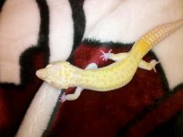 gecko 1.jpg
