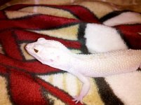 gecko female 1.jpg