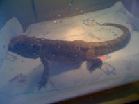 rango 010.jpg