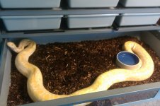 Albino burmese.jpg