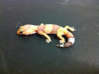 IMG_0381.jpg