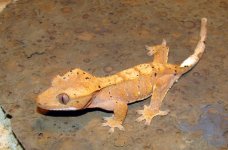 Harlequin.jpg