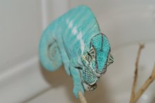 DSC08541.jpg