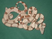 jungles hypos ect 2011's 010.jpg