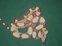 jungles hypos ect 2011's 011.jpg
