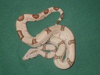 jungles hypos ect 2011's 013.jpg