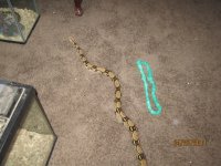 snakes 035.jpg
