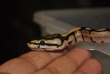 DSC_2355.jpg
