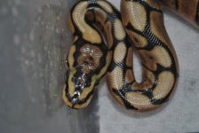 DSC_2357.jpg