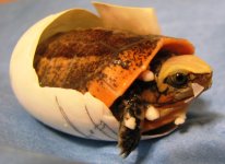First C.g. Bouretti hatchling 2011 June 28th 009.jpg